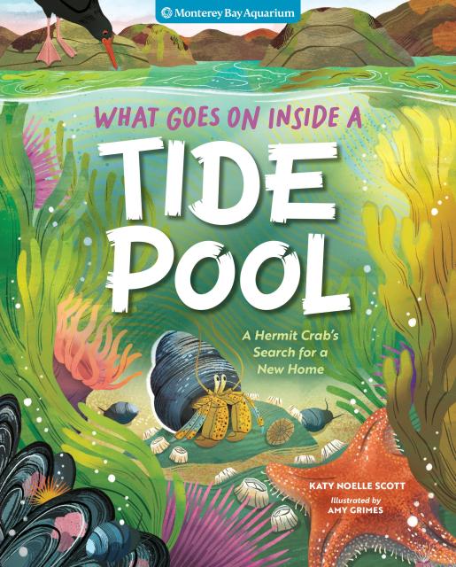 What Goes On Inside a Tide Pool